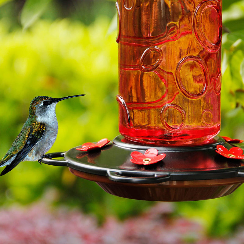 Glass Hummingbird Feeder for Outdoor Hanging