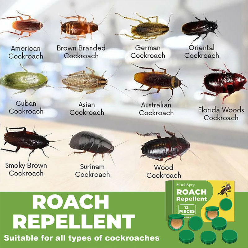 Domestic Dormitory Kitchen Powerful Cleaning Cockroach Exterminator Cockroach Gel Bait