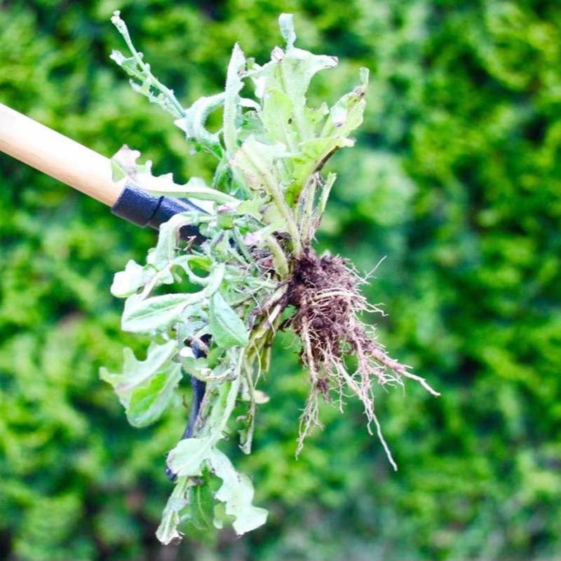 Stand Up Weed Puller Tool with Long Handle