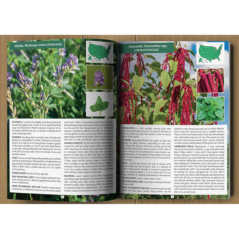 The Forager’s Guide to Wild Foods