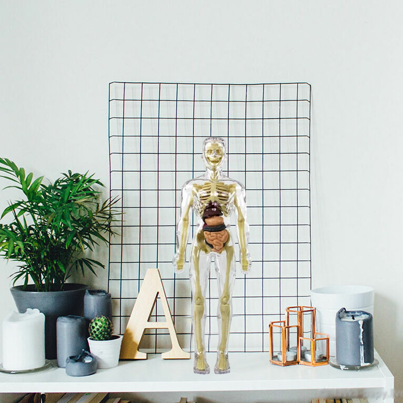 3D Människokropp Torso Modell för Barn
