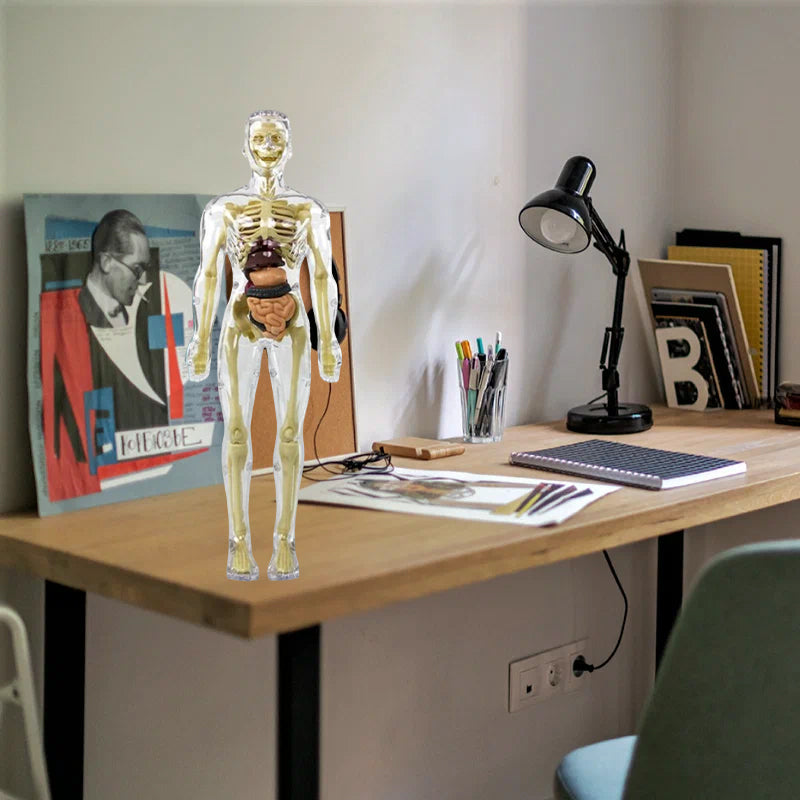 3D Människokropp Torso Modell för Barn