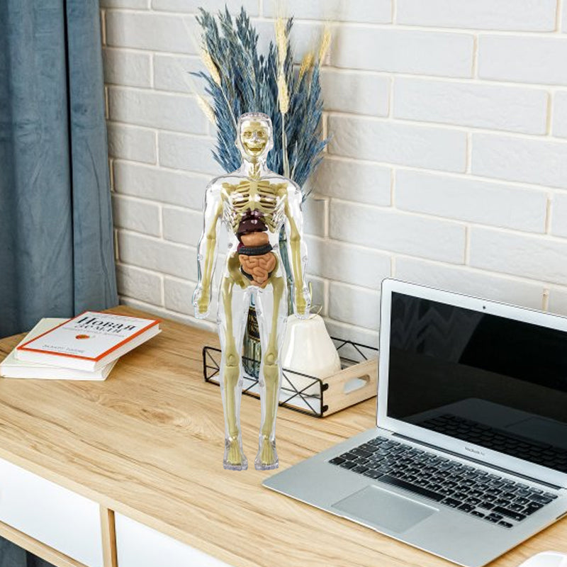 3D Människokropp Torso Modell för Barn