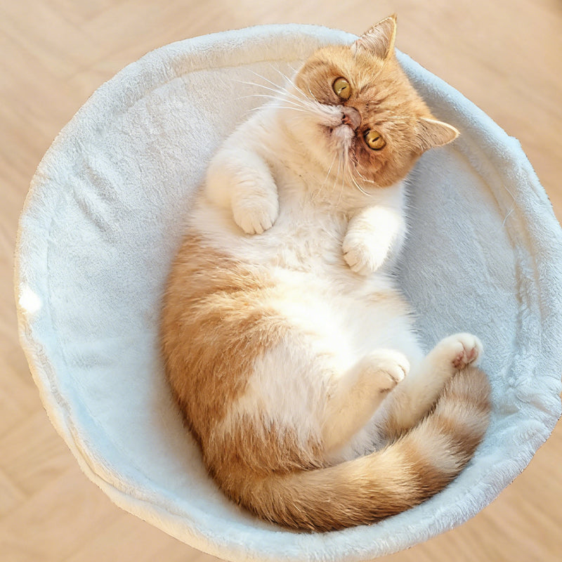 Desk-Side Companion Cat Hammock