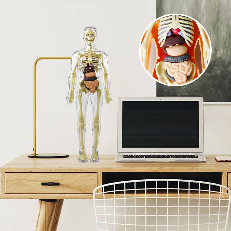 3D Människokropp Torso Modell för Barn